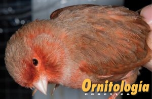 Macho Bruno Rojo Nevado portador de Phaeo. - www.ornitologiapractica.com