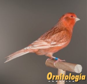 Macho Phaeo Rojo Marfil Intenso. - www.ornitologiapractica.com