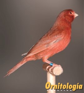Macho Bruno Rojo Intenso portador de Phaeo. - www.ornitologiapractica.com