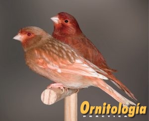 Hembra Phaeo Rojo Nevada y Bruno Rojo Intenso. - www.ornitologiapractica.com