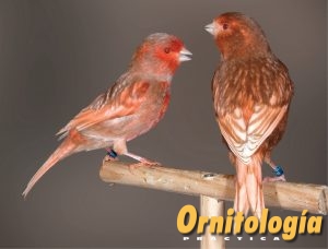 Macho Phaeo Rojo Nevado y hembra Phaeo Marfil Intensa. - www.ornitologiapractica.com